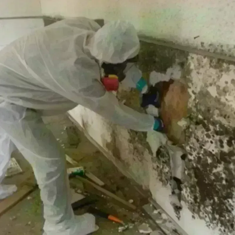 Mold Remediation and Removal in Claypool Hill, VA